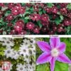 Clematis Large Flowered Trio -Garden Plants Shop clem large B