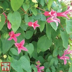Clematis 'Princess Diana' -Garden Plants Shop clem prin