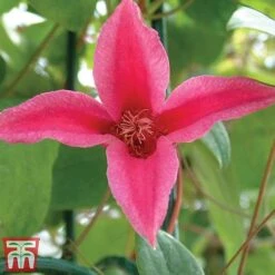 Clematis 'Princess Diana' -Garden Plants Shop clem princ
