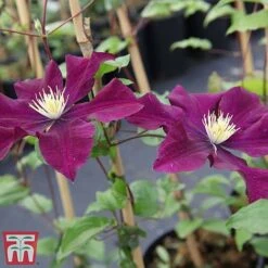 Clematis 'Warszawska Nike' -Garden Plants Shop clem wars3