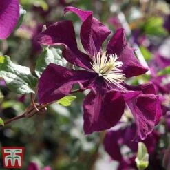 Clematis 'Warszawska Nike' -Garden Plants Shop clem wars4