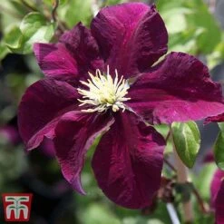 Clematis 'Warszawska Nike' -Garden Plants Shop clem wars5