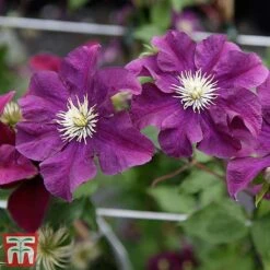 Clematis 'Warszawska Nike' -Garden Plants Shop clem wars6