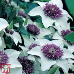 Clematis Florida 'Sieboldii' -Garden Plants Shop clem1