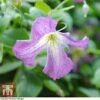 Clematis Viticella -Garden Plants Shop clem21