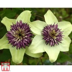 Clematis Florida 'Sieboldii' -Garden Plants Shop clemat