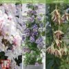 Clematis All Season Climbing Collection -Garden Plants Shop clematis collection1
