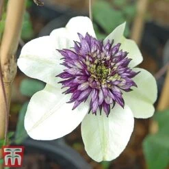 Clematis Florida 'Sieboldii' -Garden Plants Shop clems