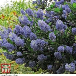 Ceanothus 'Concha' 9 Ceanothus 'Concha' -Garden Plants Shop conch
