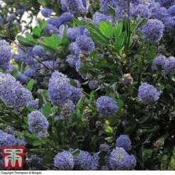 Ceanothus 'Concha' 10 Ceanothus 'Concha' -Garden Plants Shop conch2