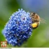 Ceanothus 'Concha' -Garden Plants Shop conch3