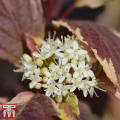 Cornus Alba 'Sibirica Variegata' -Garden Plants Shop corn sib4