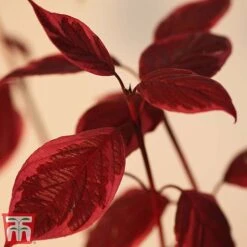 Cornus Alba 'Sibirica Variegata' -Garden Plants Shop corn sib5