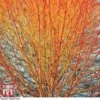 Cornus Sanguinea 'Winter Beauty' -Garden Plants Shop corn win