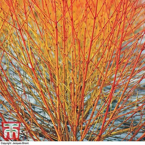 Cornus Sanguinea 'Winter Beauty' 3 Cornus Sanguinea 'Winter Beauty'