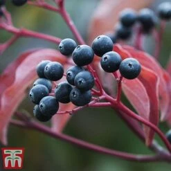 Cornus Sanguinea 'Winter Beauty' 12 Cornus Sanguinea 'Winter Beauty' -Garden Plants Shop corn wint