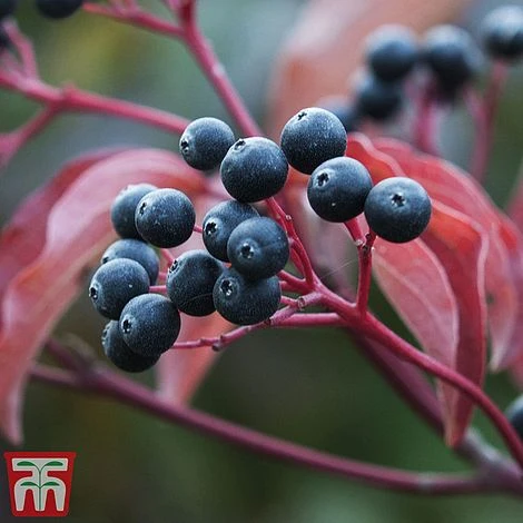 Cornus Sanguinea 'Winter Beauty' 7 Cornus Sanguinea 'Winter Beauty' - Image 5