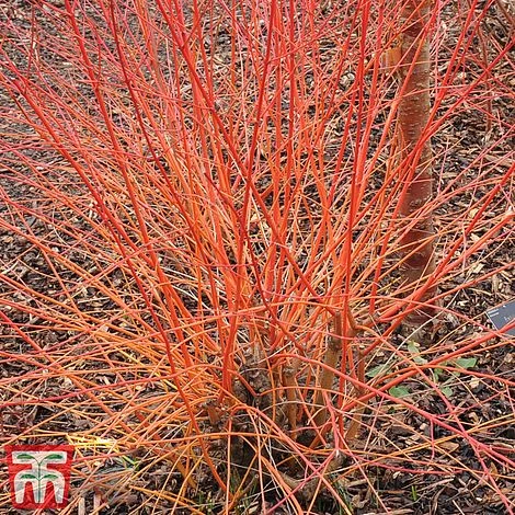 Cornus Sanguinea 'Winter Beauty' 4 Cornus Sanguinea 'Winter Beauty' - Image 2