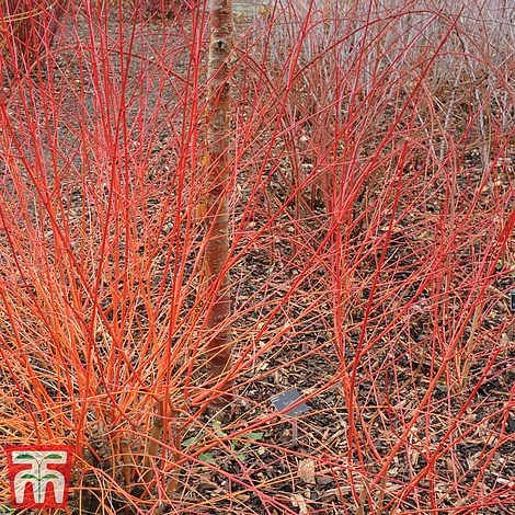 Cornus Sanguinea 'Winter Beauty' 8 Cornus Sanguinea 'Winter Beauty' - Image 6