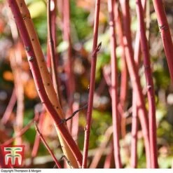 Cornus Sanguinea 'Winter Beauty' 10 Cornus Sanguinea 'Winter Beauty' -Garden Plants Shop corn wint5