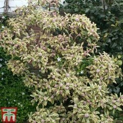 Daphne Odora 'Rebecca' 7 Daphne Odora 'Rebecca' -Garden Plants Shop daphne rebecca 2