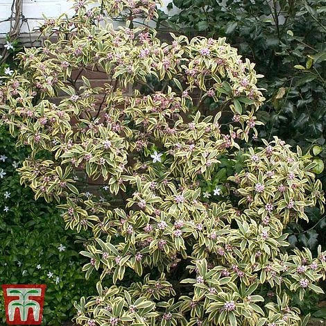 Daphne Odora 'Rebecca' 5 Daphne Odora 'Rebecca' - Image 3