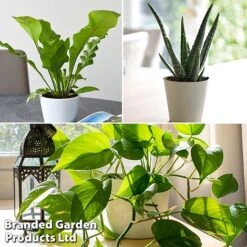 De-humidifying House Plant Collection 10 De-humidifying House Plant Collection -Garden Plants Shop dehum trio