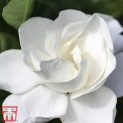 Gardenia 'Deluxe' -Garden Plants Shop del