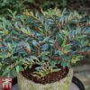 Distylium Myricoides 'Blue Cascade' -Garden Plants Shop distylium2