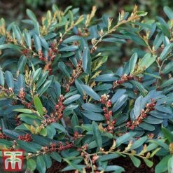 Distylium Myricoides 'Blue Cascade' -Garden Plants Shop distylium3