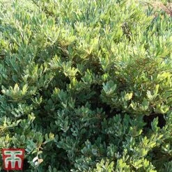 Distylium Myricoides 'Blue Cascade' -Garden Plants Shop distylium4