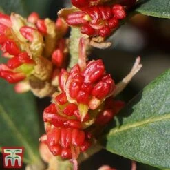 Distylium Myricoides 'Blue Cascade' -Garden Plants Shop distylium6