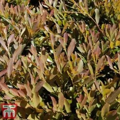 Distylium Myricoides 'Blue Cascade' -Garden Plants Shop distylium7