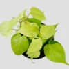 Philodendron Micans Lemon And Lime -Garden Plants Shop download206 PhotoRoom