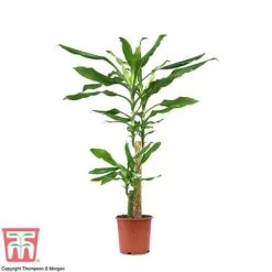 Dracaena Fragrans (House Plant) 11 Dracaena Fragrans (House Plant) -Garden Plants Shop dracaena