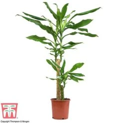 Dracaena Fragrans (House Plant) 12 Dracaena Fragrans (House Plant) -Garden Plants Shop dracaena1