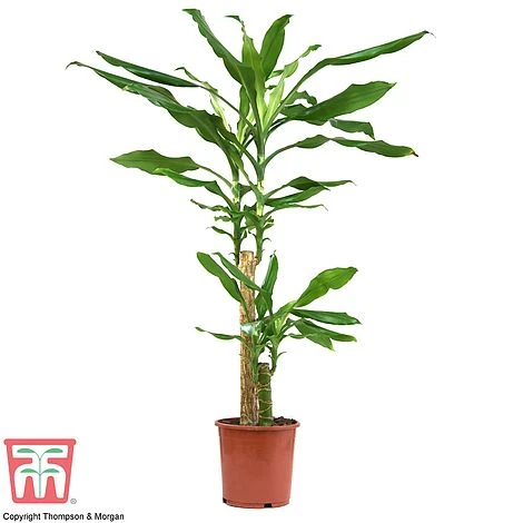Dracaena Fragrans (House Plant) 7 Dracaena Fragrans (House Plant) - Image 5