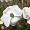 Cornus 'Eddie's White Wonder' 2 Cornus 'Eddie's White Wonder' -Garden Plants Shop edd