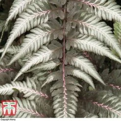 Athyrium Niponicum Var. Pictum 'Pewter Lace' -Garden Plants Shop fern tka8211 a1
