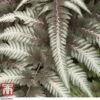 Athyrium Niponicum Var. Pictum 'Pewter Lace' 1 Athyrium Niponicum Var. Pictum 'Pewter Lace' -Garden Plants Shop fern tka8211 b