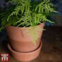 Asparagus Setaceus Plumosus -Garden Plants Shop fern21