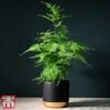 Asparagus Setaceus Plumosus -Garden Plants Shop fern3