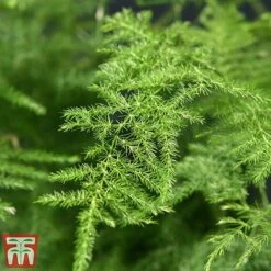 Asparagus Setaceus Plumosus -Garden Plants Shop fern4