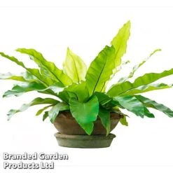 Asplenium Nidus 11 Asplenium Nidus -Garden Plants Shop fern8