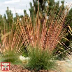 Festuca 'Sunrise' -Garden Plants Shop fest sun