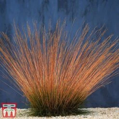 Festuca 'Sunrise' -Garden Plants Shop fest sun2