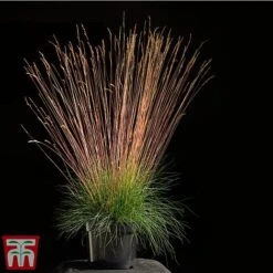 Festuca 'Sunrise' -Garden Plants Shop fest sun3