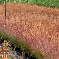 Festuca 'Sunrise' -Garden Plants Shop fest sun4