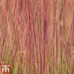 Festuca 'Sunrise' -Garden Plants Shop fest sun5