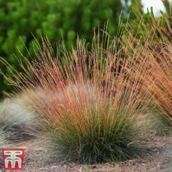 Festuca 'Sunrise' -Garden Plants Shop fest sun6